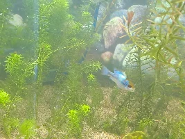 Electric blue ram - sex?