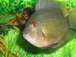 Picture of favorite Fish