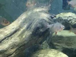 Serpae tetra odd brown spots