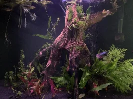 My 29 gallon is finally cycles and stocked!