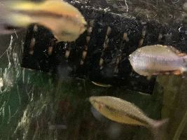 do you see any problems adding some Sail Fin Mollies to my hard water tank???