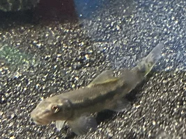 SAE or CAE?