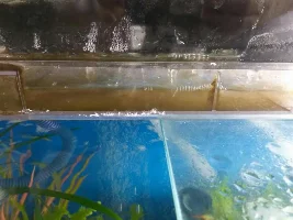 Brown Algae all over filter