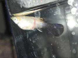 white fuzz on female guppy's side