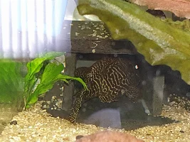 Bloated pleco