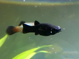 Black Molly with 1 bulging eye
