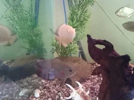 Some Pics Of My Fish