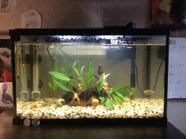 What do I need to add to this 10 gallon ? And what species of fish should I add ?