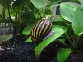 Dying Fish?
