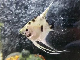 Need help identifying sex of angel Fish