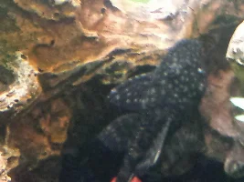 Pleco has white on tail/top fin, should I be worried?