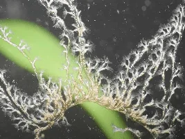 Does this look like hydra to you?
