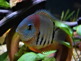 Vote Now! - April 2022 Fish of the Month Contest (Cichlids)