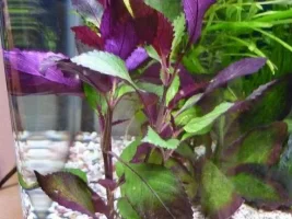What Is This Plant, It's Purple And Green ?