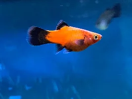 Platies dying one by one