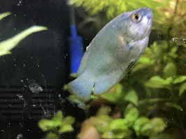 White stuff growing on Dwarrf Gourami NEED HELP!