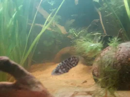 Need help with feeding African oddball species.