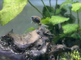 Odd behavior in Cory catfish