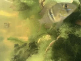 Gymnogeophagus Terrapurpurra (pics)