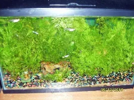 Shay's Tank... 15g Bowfront...