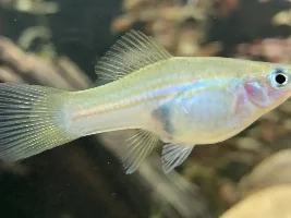 130 gallon planted tank