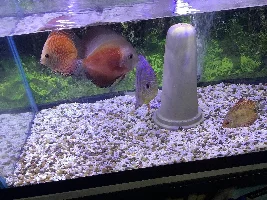 Can discus live in blackwater? does their natural habitat is blackwater?