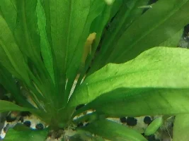Pleco identification.