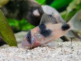 Cories, lots of cories.