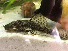 One of my beautiful girls I’ve watched grow from a fry. What’s yours?