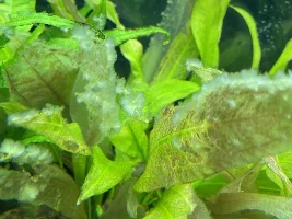 Grey tufts all over plants and glass