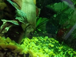 Fin rot? Ammonia burn? Both? Please help, emergency