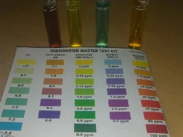Female Betta Sick