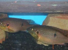 Jewel Chiclids