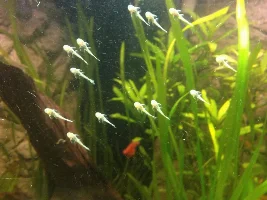 Siamese Algae Eater Fry?