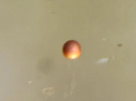 Microscope
