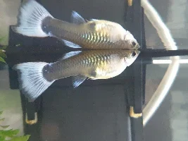 Is my guppy pregnant?