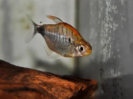 Which African Moon Tetra would be better in a group of assorted African Tetras???