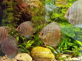 Discus Rediscovered