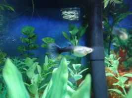 How far along is my guppy pregnant