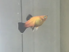 HELPP PLZ Is my platy fish pregnant or just fat?