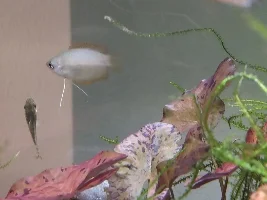 54 litre freshwater aquarium diary