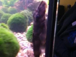 What Plec Is This?