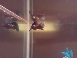 Idk What Is Going On Here!