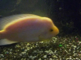 All tank mates of the 125g