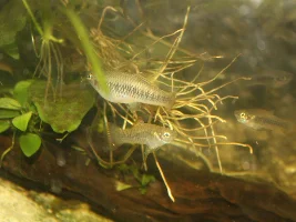 Orange fin livebearer (Priapichthys annectens)