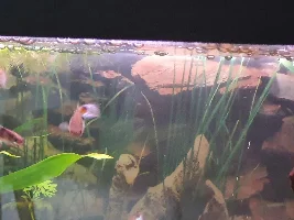 Problem with corys flashing
