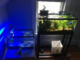 Gourami mouth area, cant find any info.