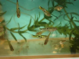 Neon green saddleback endlers....