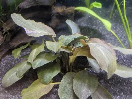 A place 4 my questions & ponderings as I build a 34 Gallons (127L) tank