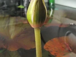 Nymphaea Lotus Zenkeri Flowering